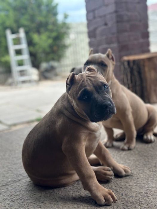 Американский булли