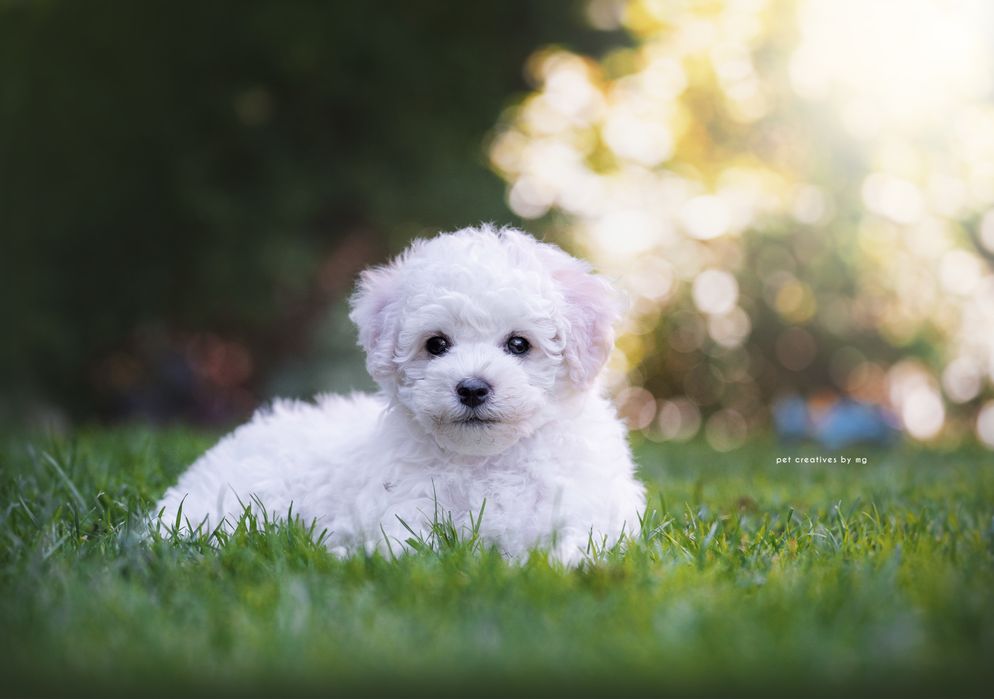 Bichon Frise suczka Związek Kynologiczny w Polsce FCI
