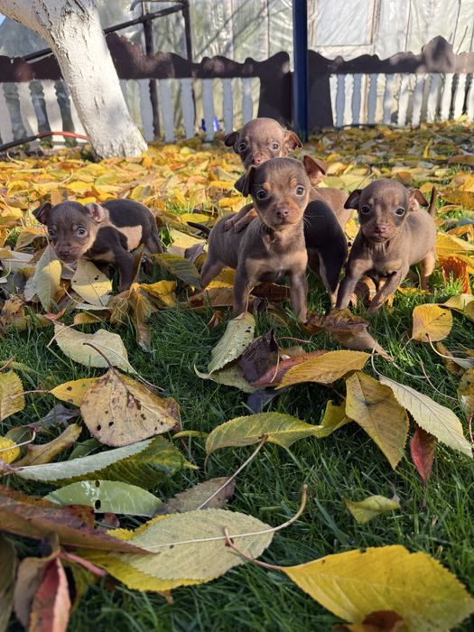 Продам міні Тойчики