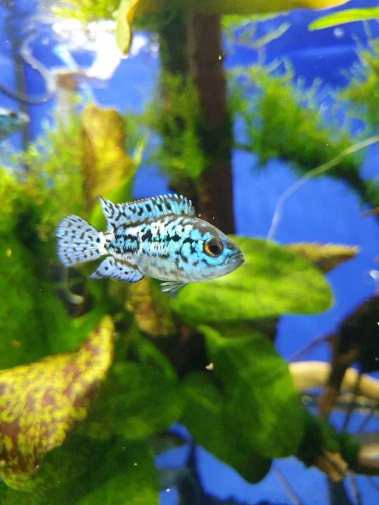 Pielęgnica Electric Blue Jack Dempsey, Sklep AKWAREKS