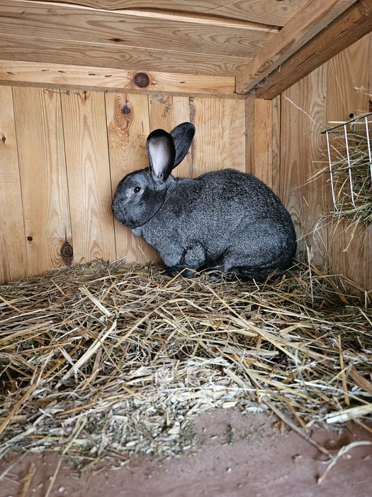 Królik Króliki mieszańce po Belgu Olbrzymie