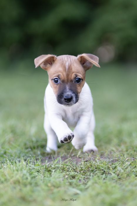 Chłopiec Jack Russell terrier nr 2/badania genetyczne/wyprawka