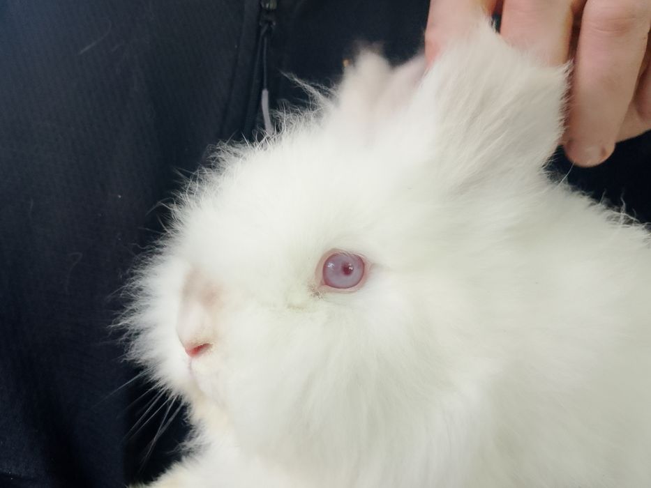 Miniatury króliczków angora karzełek Tedy
