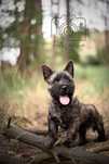 Cudowny piesek rasy Cairn Terrier