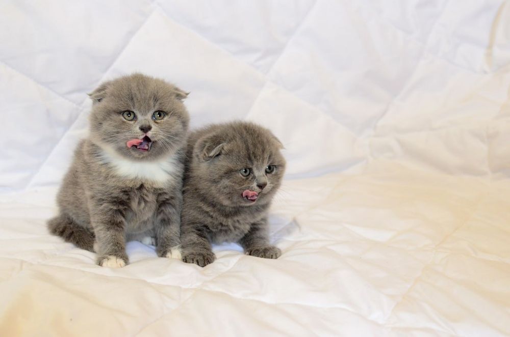 Висловухі котики