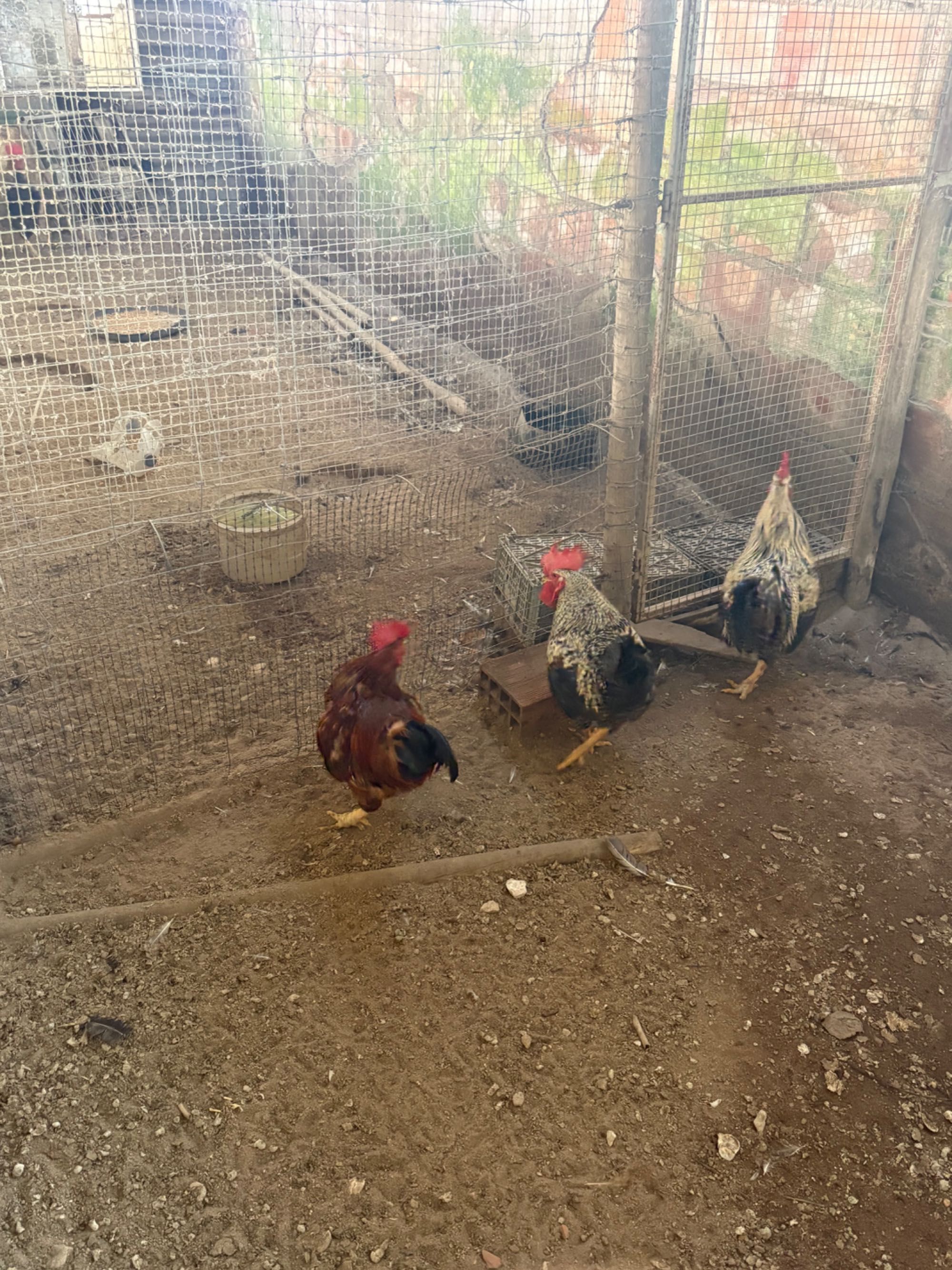 Galos caseiros e novos