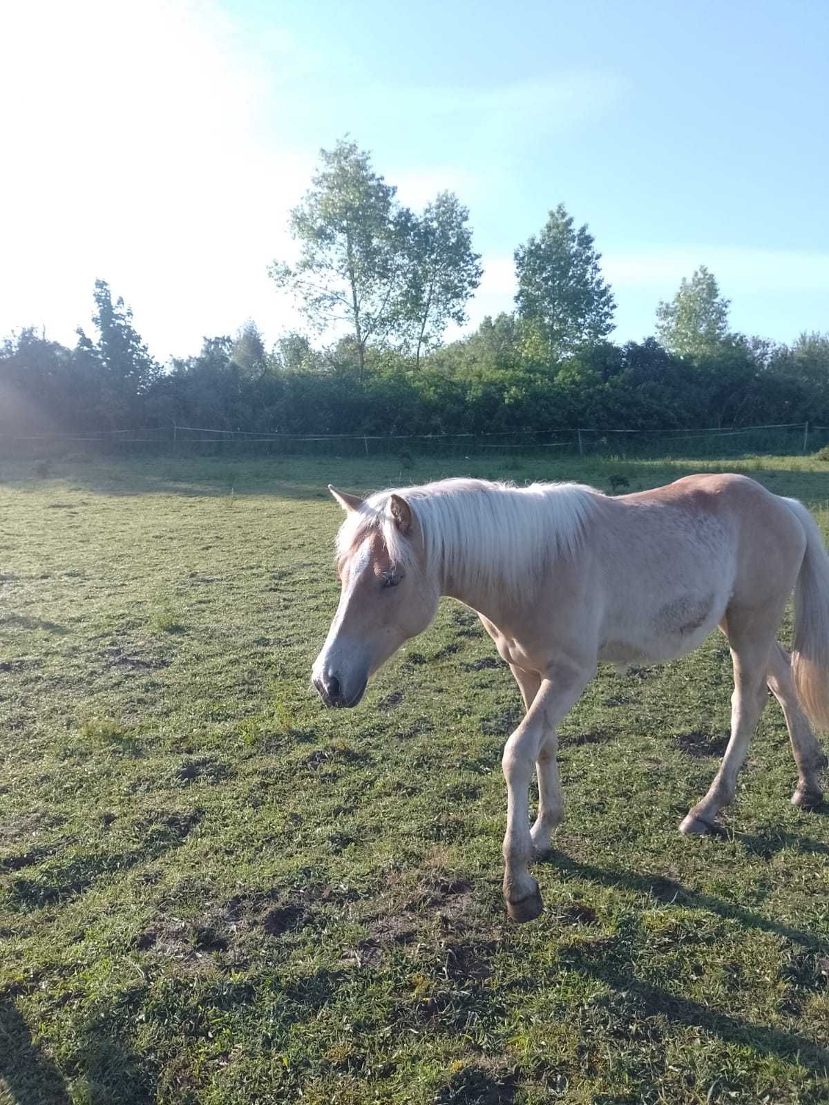 Koń ogier haflinger