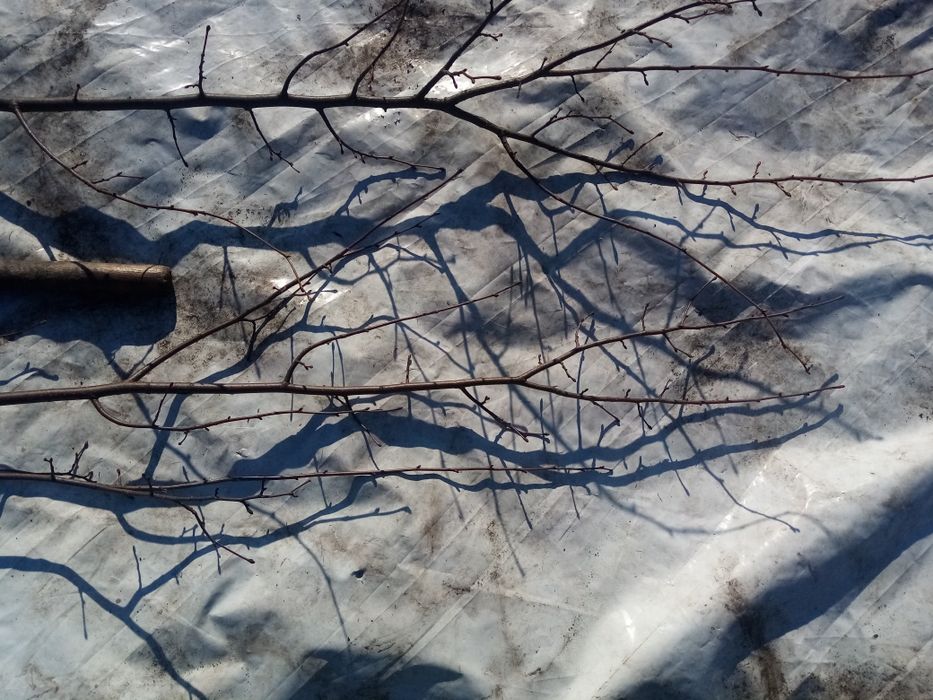 Липа!! Отличная!!