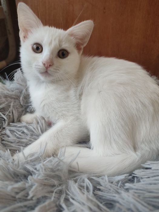 Кошенята  шукають дім.