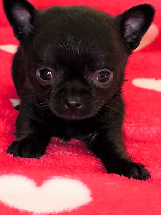 Chihuahua szczenięta krótkowłose(piesek)