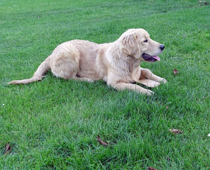 Golden retriever