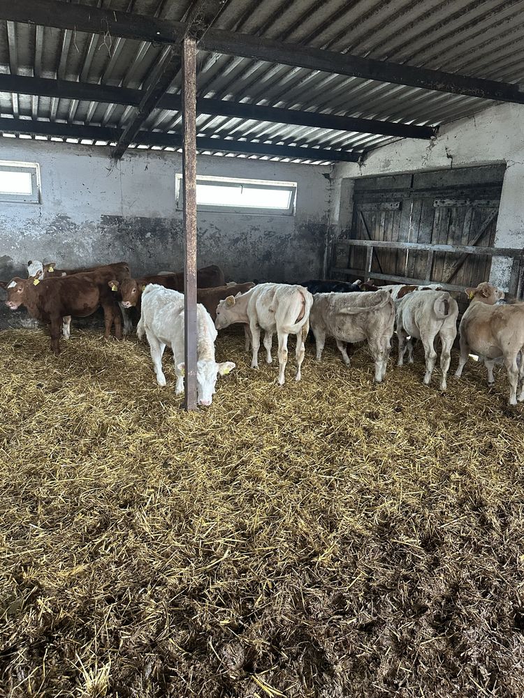 Jałówki mięsne 11 sztuk