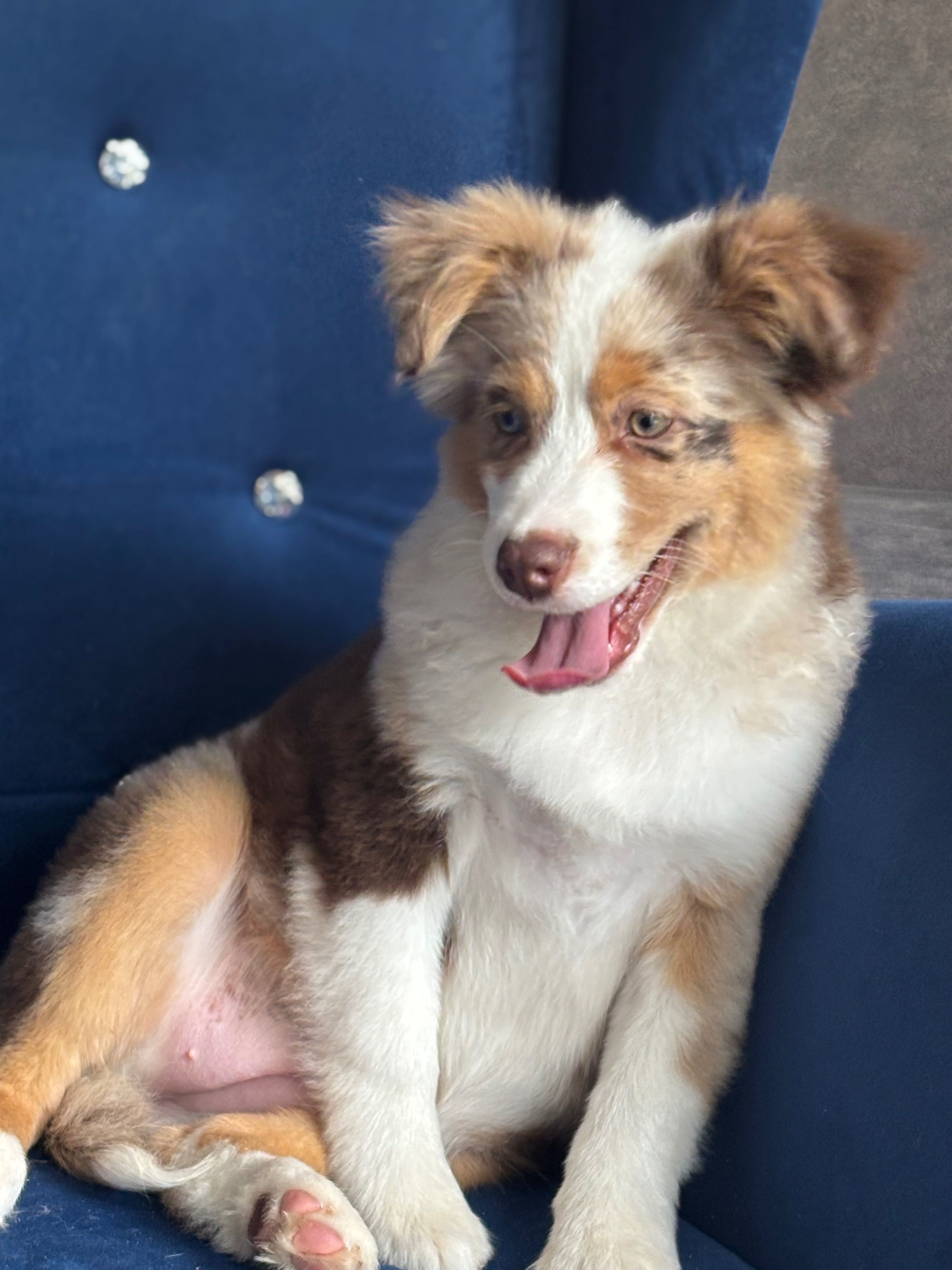 Miniaturowy owczarek amerykański mini Aussie FCI