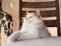 FPL Kocur Ragdoll blue bicolor a03
