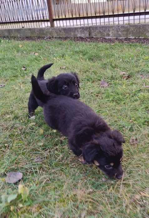 Czarne kuleczki szczeniaki.