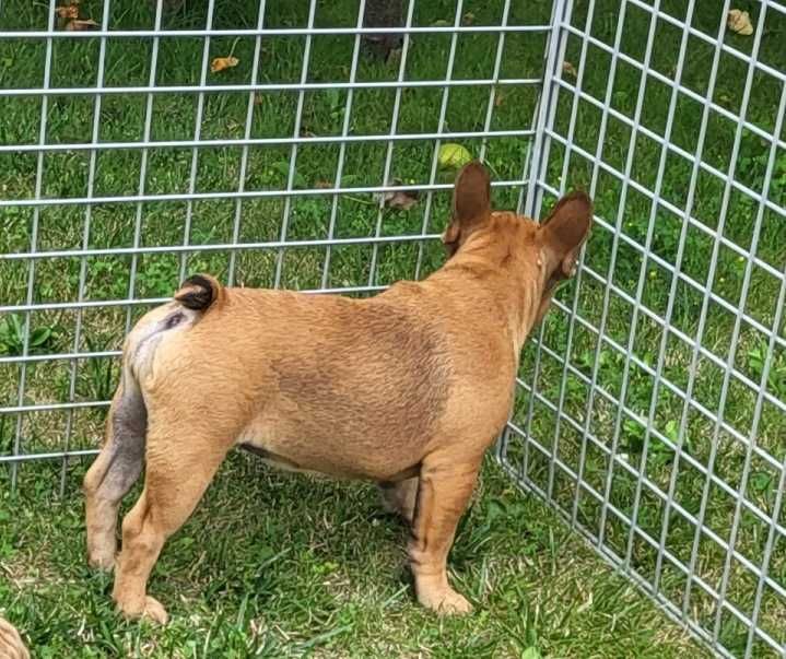 Buldog francuski