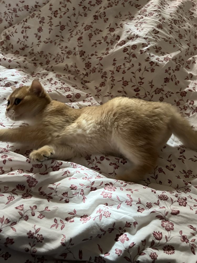 Котята британские золотые