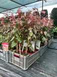 Klon palmowy red flamingo Acer