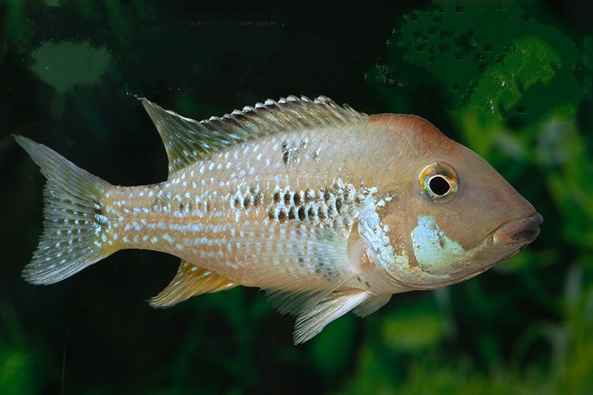 geophagus steindachneri