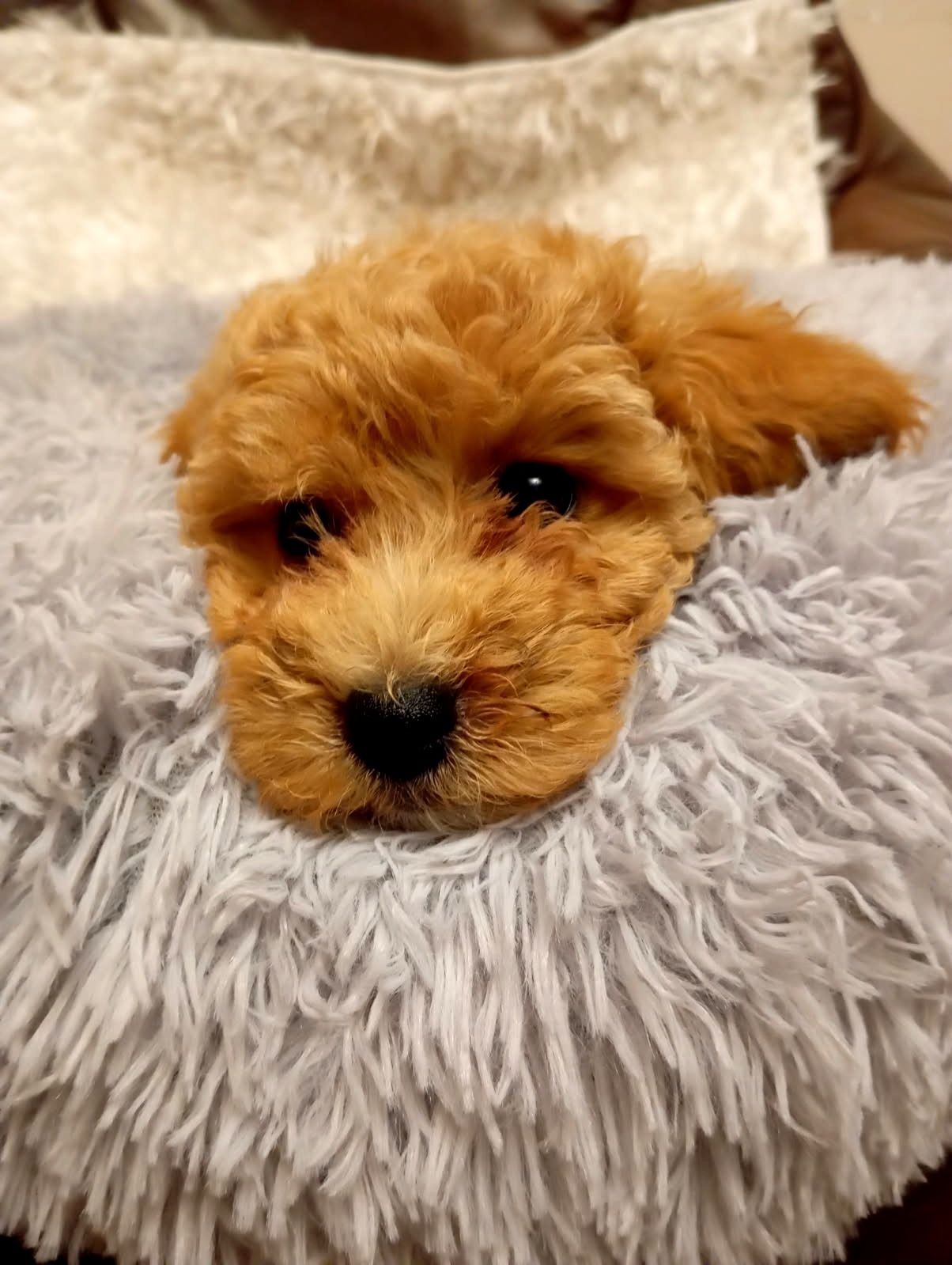 Cavapoo piękna  suczka