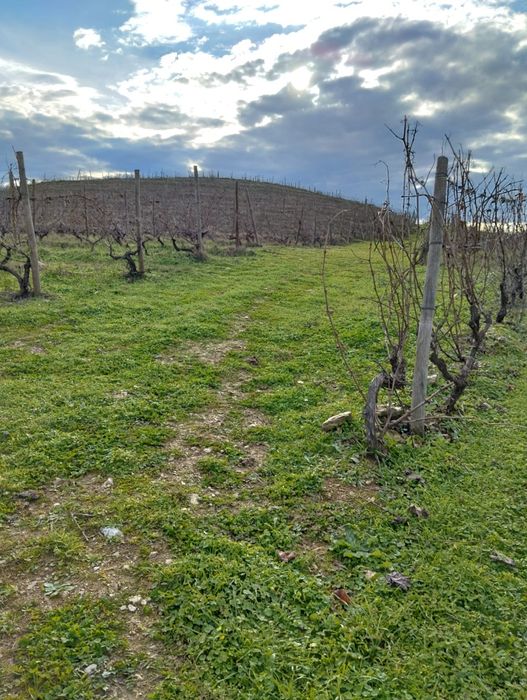 Vendo terreno com plantação de vinhas e amendoal - Muxagata