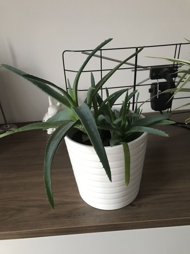 Sprzedam aloesy aloe vera