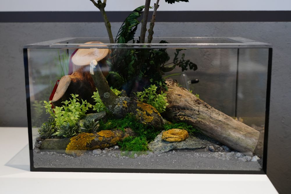 Urządzone formikarium z drewnianym gniazdem