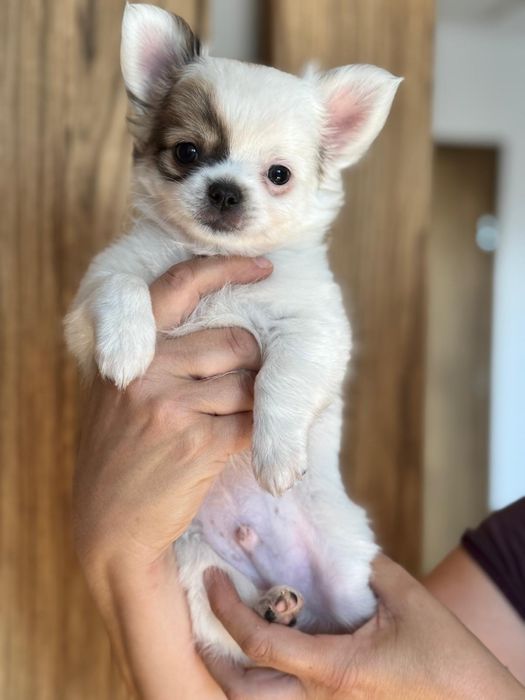 Malutki długowłosy  chihuahua
