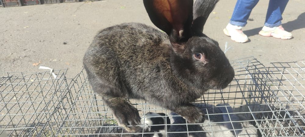 Продам КРОЛИКИ!!!