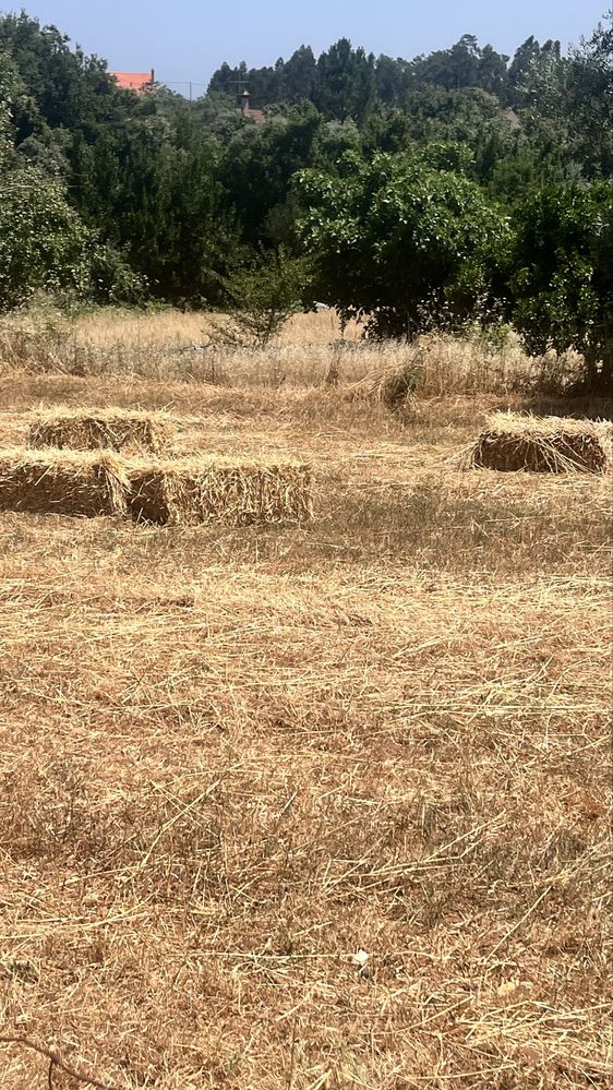 Fardos de palha