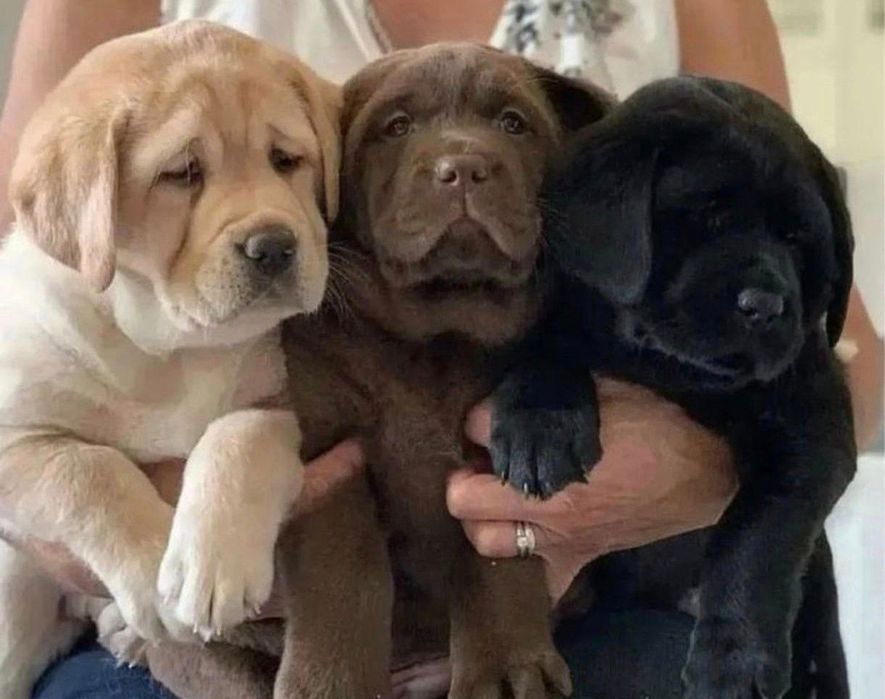 Белый Мишка Лабрадорчики Элитные щенки Питомника с Документами Доставк