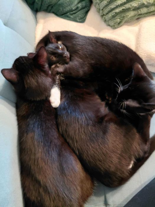 5 miesieczne kocurki do oddania