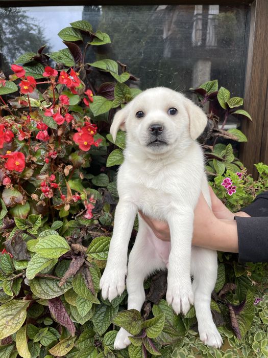 Pieski do oddania za darmo