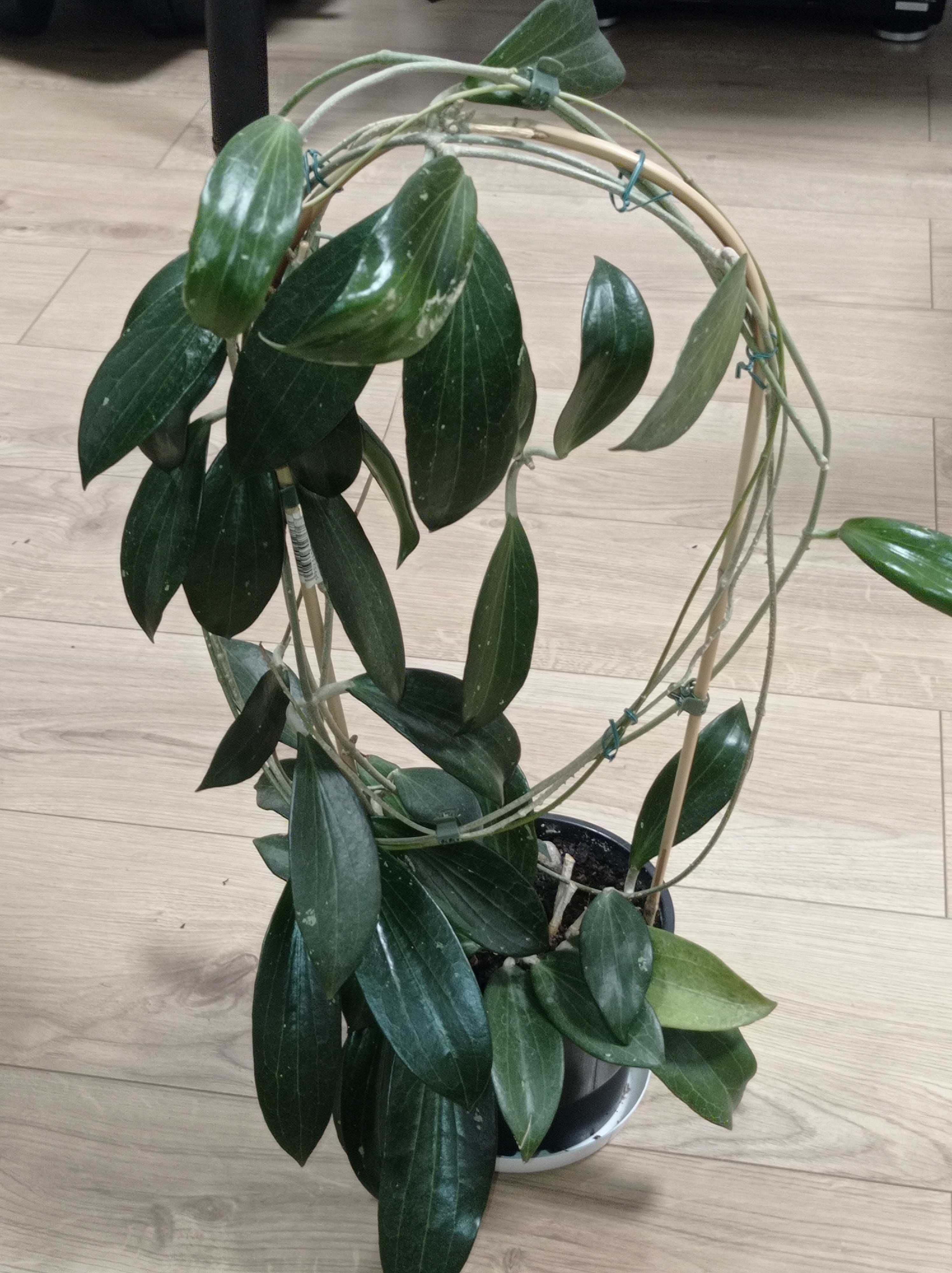 Hoya Hoja NICHOLSONIAE cięta