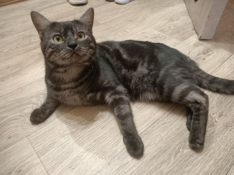 Котик в добрі руки (димчастий мармур)