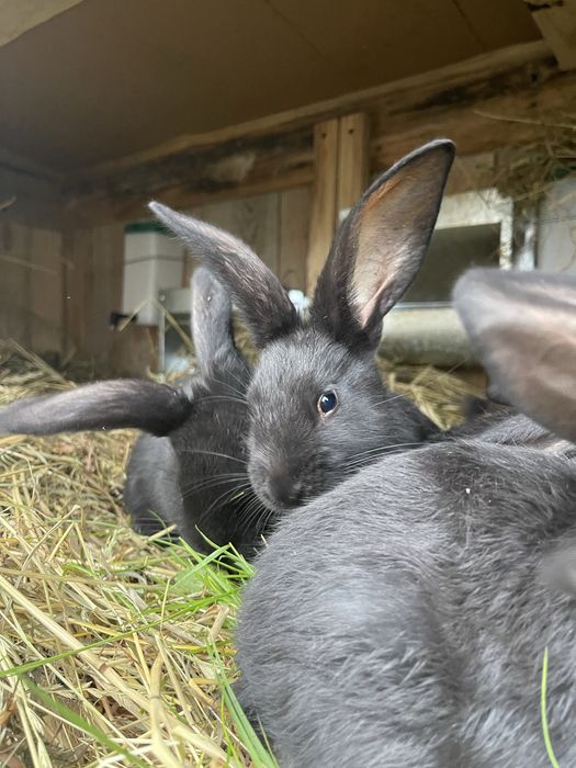 Królik Króliki króliczki hodowlane