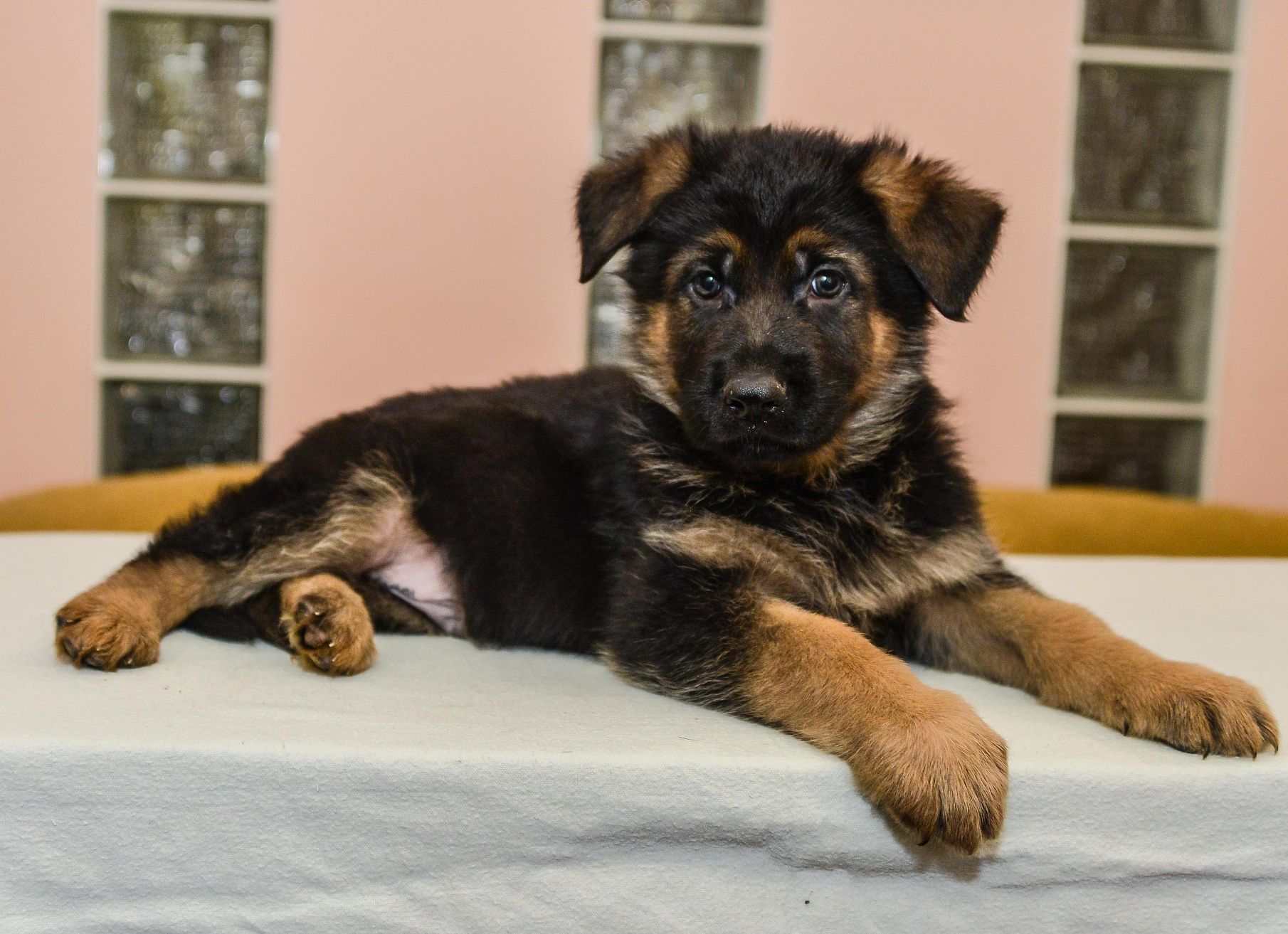 Хлопець німецької вівчарки, 2 міс.