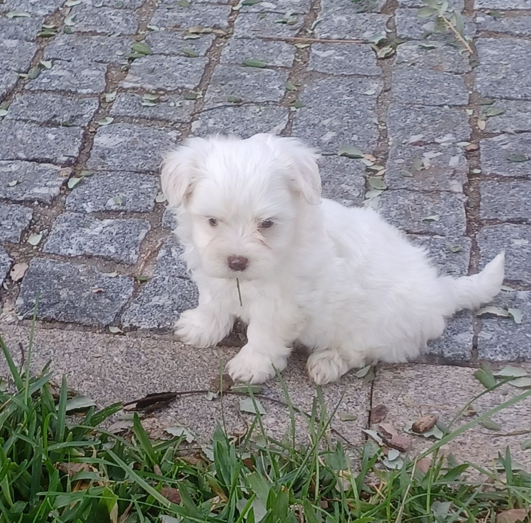 Macho Bichon Maltês