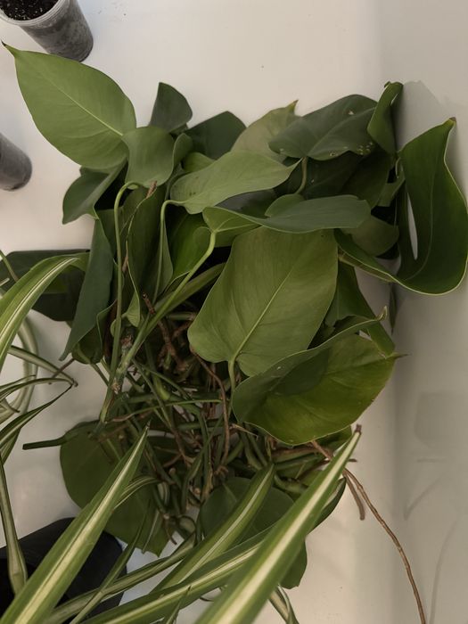 Монстера делікатесна