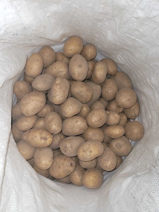 Sprzedam ziemniaki