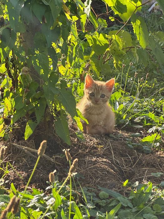 Мкошенята шотландські