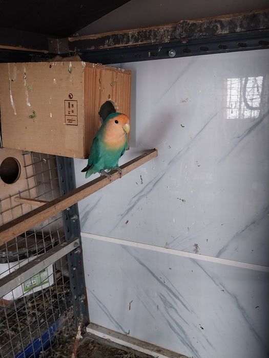 Agapornis  rosicollis