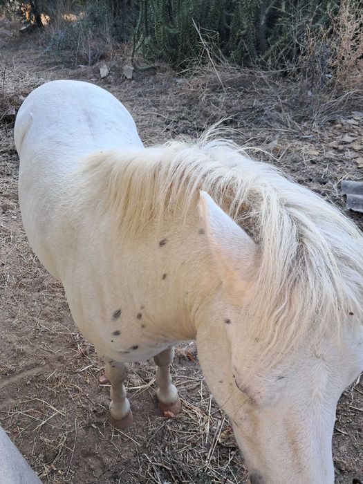 Ponei Macho Gentil