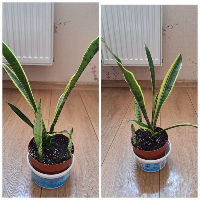 Колеус ,гастерия, сансевиерия , филодендрон