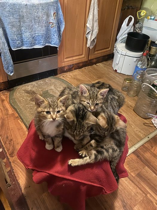 Продам трьох двомісячних породистих котинят