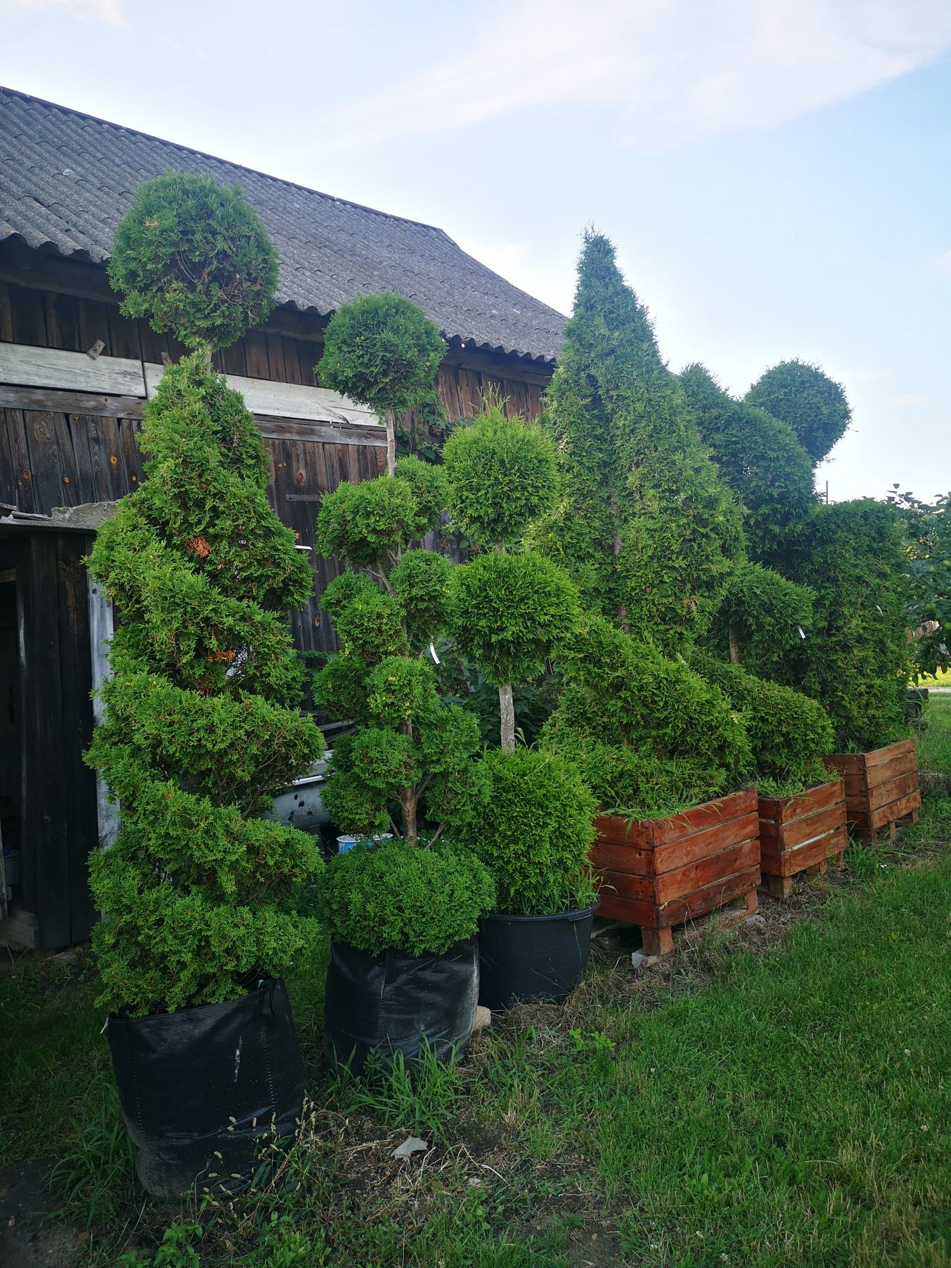 Bonsai różne wielkości, wysokości