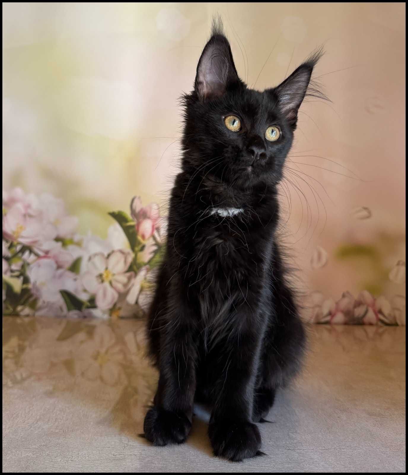 Koteczka Maine Coon Kosma super charakter