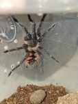 Pamphobeteus sp magnanegra L3