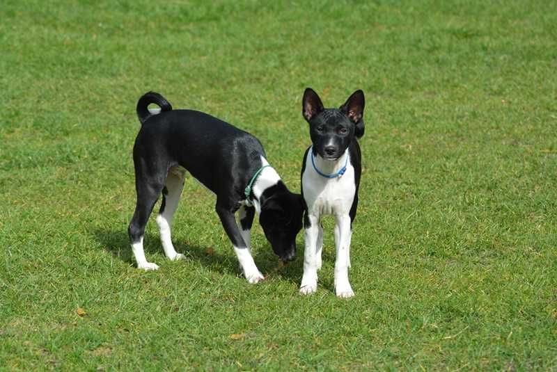 Basenji - ostani piesek- FS,PRA,PK clear