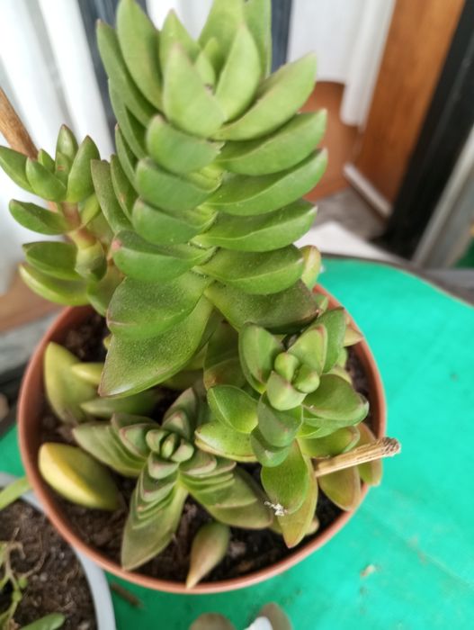 Suculentas disponíveis para entrega  1,50€ e2,50€